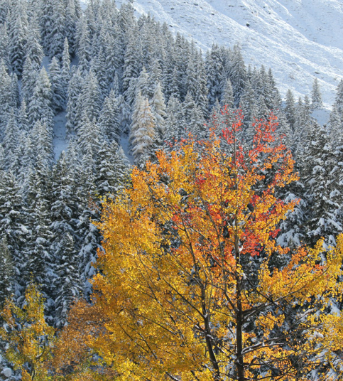 Schöne Schneelandschaft