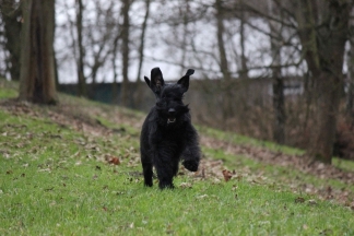 "Montez Lola von Ermada" wauml;hrend des Laufens