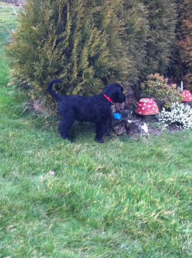 Bexter vom Stolzenstern im Garten