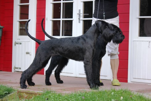 Lola und Besta am Welpenhaus