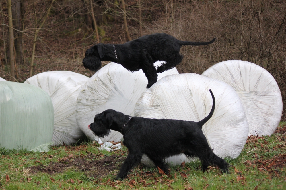 Posen auf weißem Strohballen, Lola und Besta