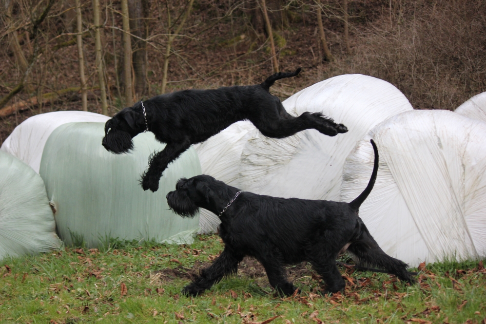 Posen auf weißem Strohballen, Lola und Besta