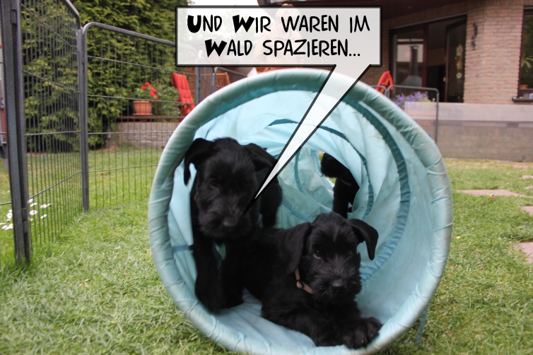 C-Wurf - Die 7. Woche!