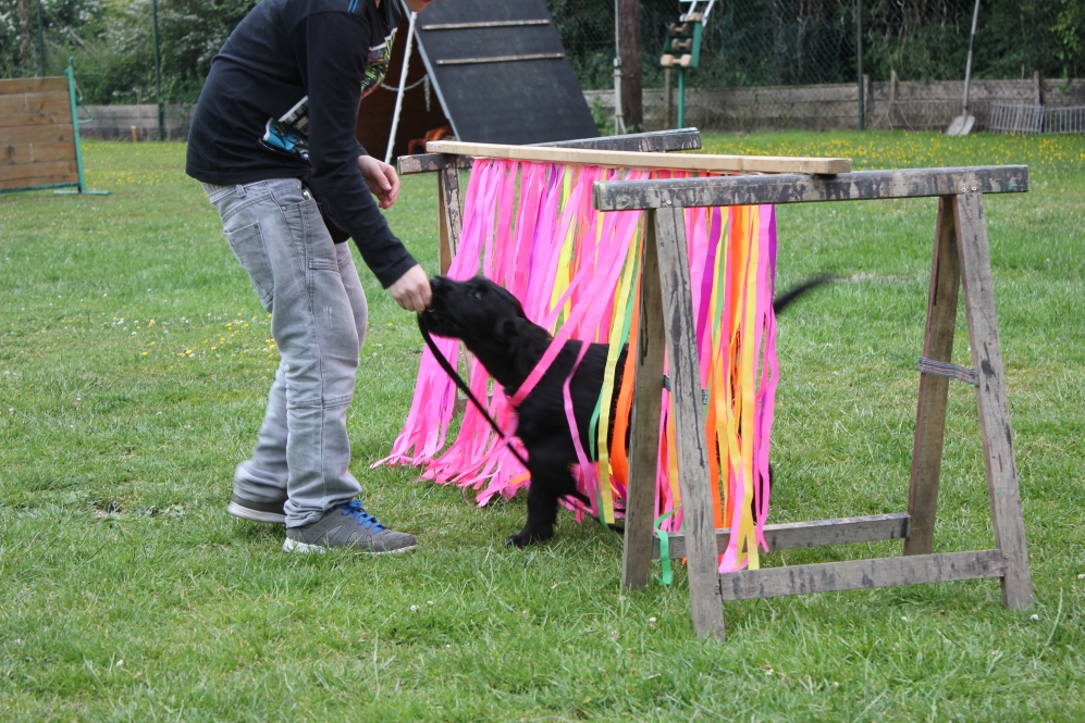 Welpen am Hundplatz