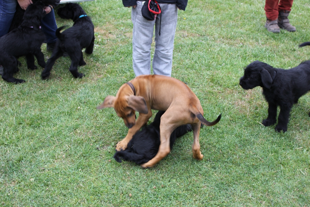 Welpen am Hundplatz