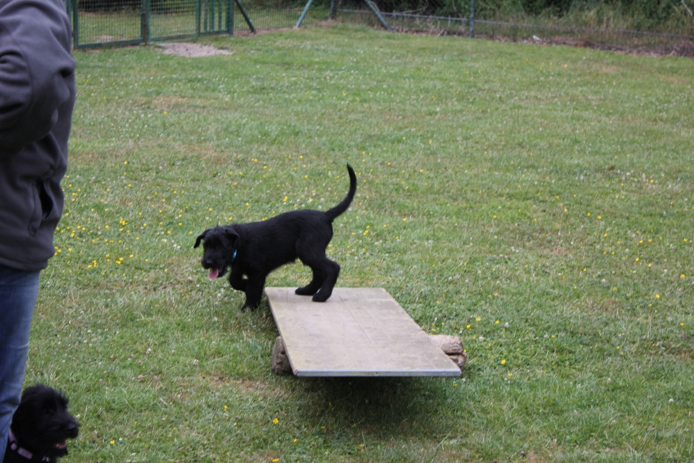 Welpen am Hundplatz