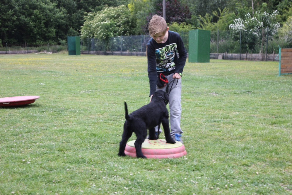 Welpen am Hundplatz