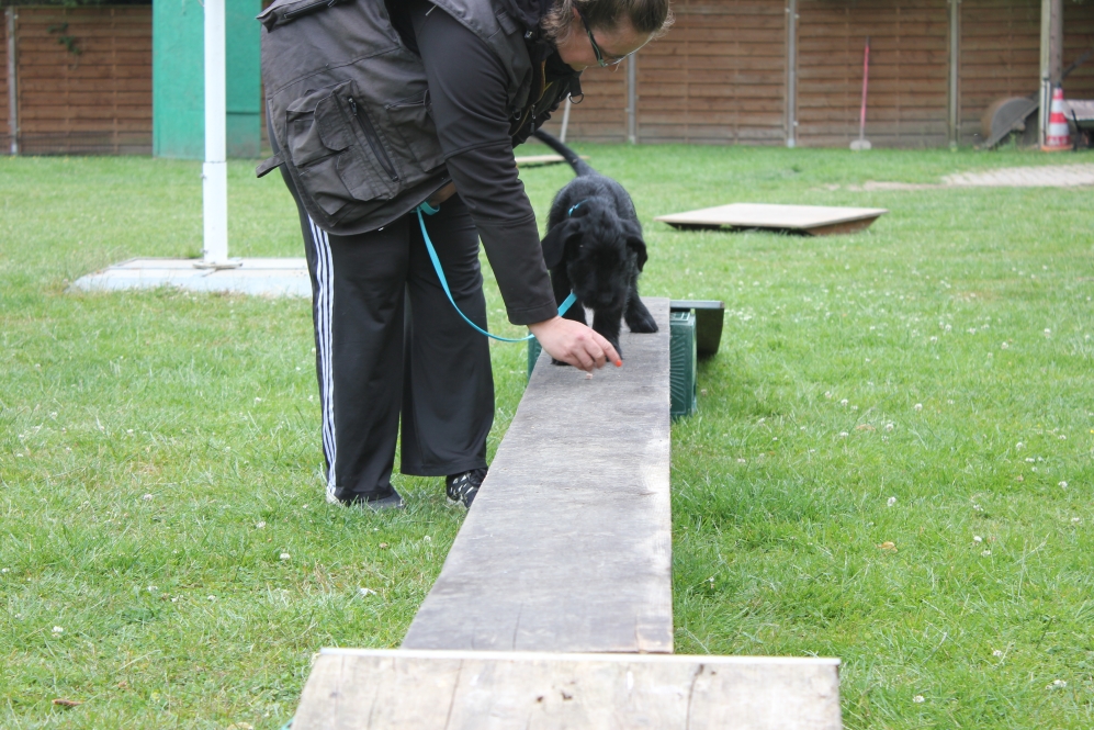 Welpen am Hundplatz