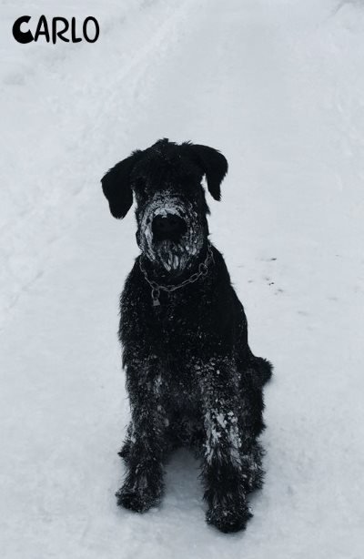 Carlo sitzt im Schnee