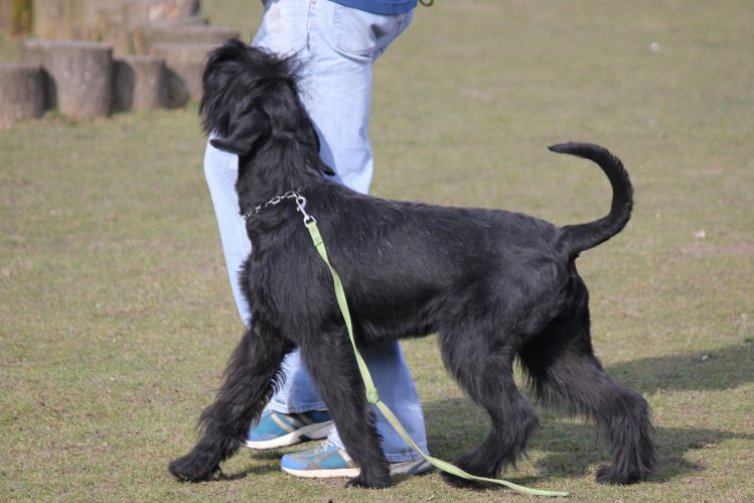 Unsere Hunde beim IPO-Sport.