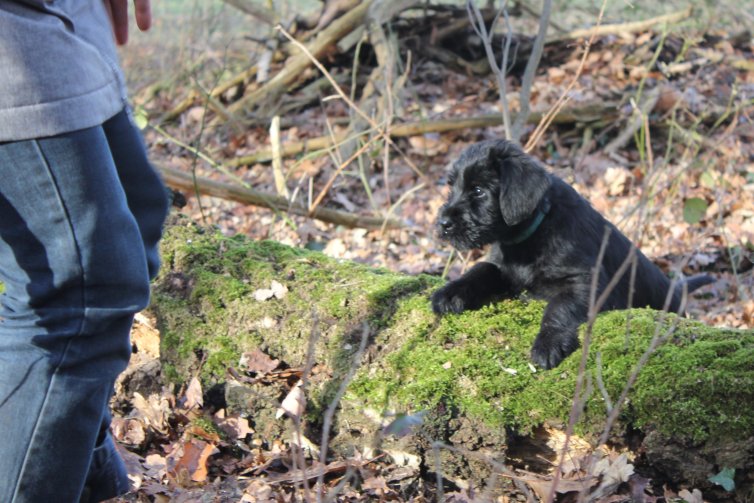 Waldspaziergang D-Wurf 6.Woche