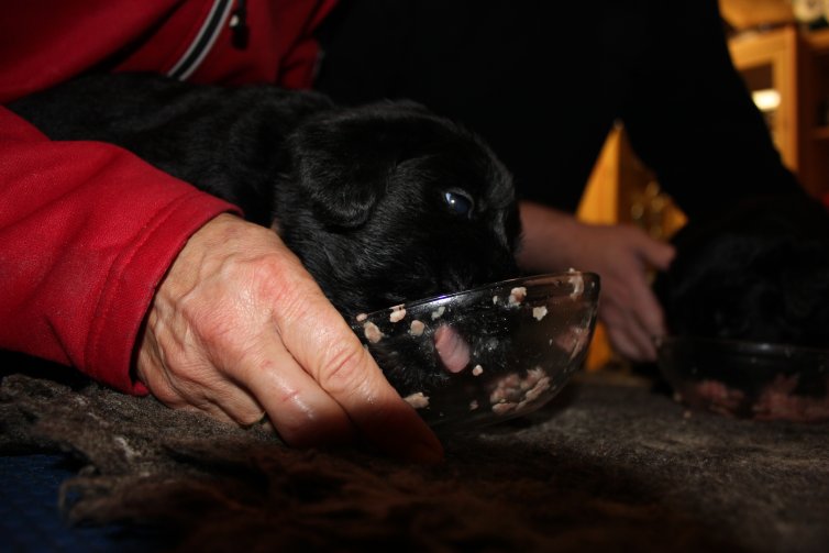 Tatar und Besuch lieben Riesenschnauzer Welpen zum Fressen gerne!