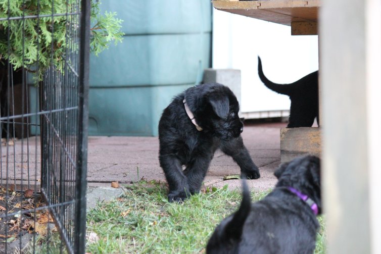 Riesenschnauzer Welpen F-Wurf das 1.Mal draußen!