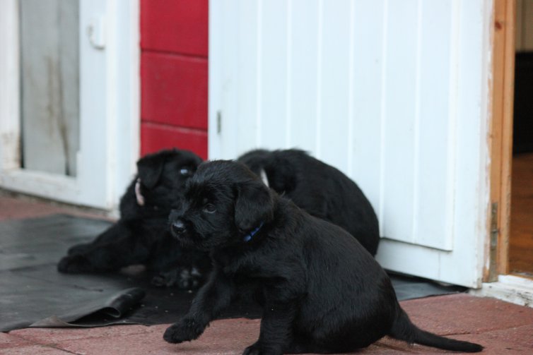 Hunde Welpen, Riesenschnauzer Zwinger vom Stolzenstern, Riesenschnauzer Welpen