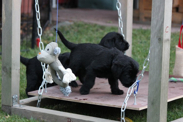 Hunde Welpen, Riesenschnauzer Zwinger vom Stolzenstern, Riesenschnauzer Welpen