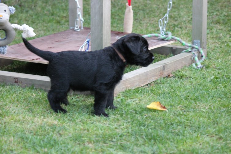 Hunde Welpen, Riesenschnauzer Zwinger vom Stolzenstern, Riesenschnauzer Welpen