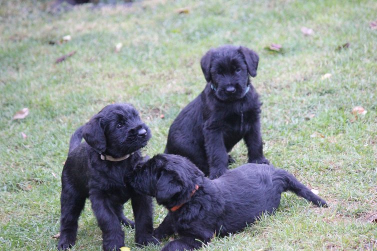 Hunde Welpen, Riesenschnauzer Zwinger vom Stolzenstern, Riesenschnauzer Welpen