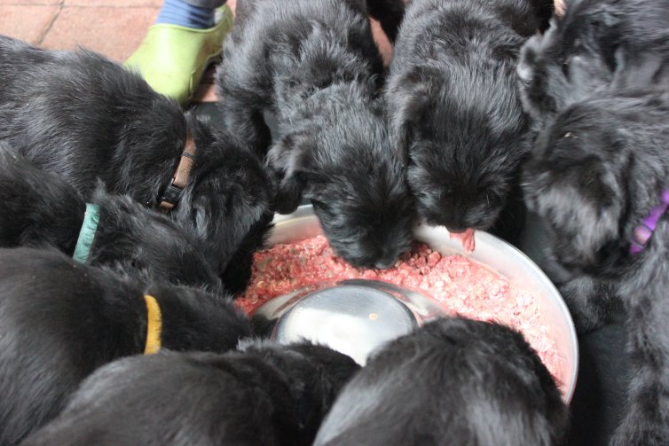 Hunde Babies, Riesenschnauzer Welpen, gesund und agil