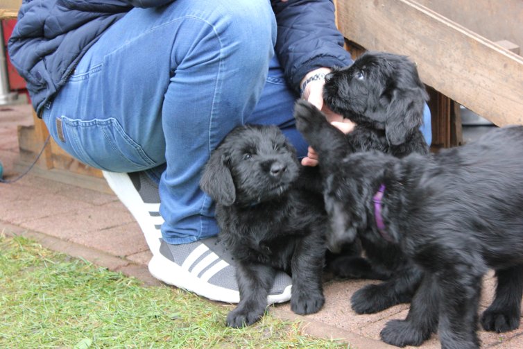 Hunde Babies, Riesenschnauzer Welpen, gesund und agil