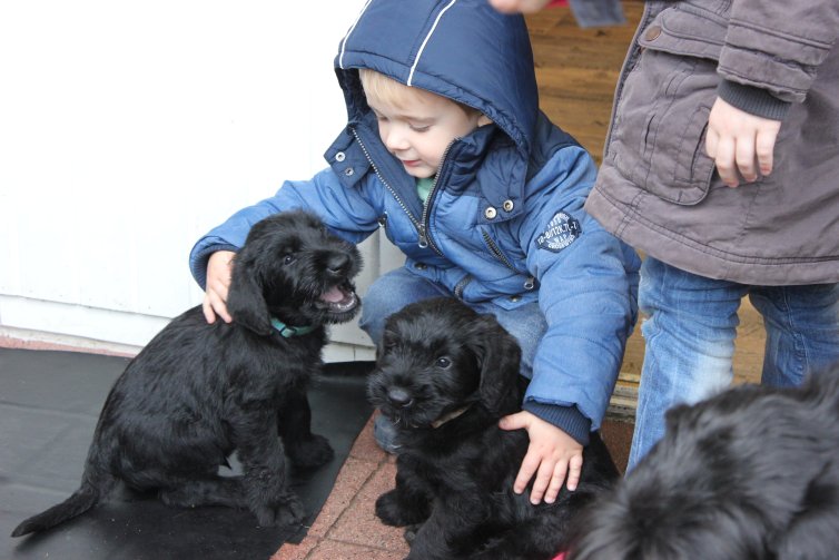 Hunde Babies, Riesenschnauzer Welpen, gesund und agil