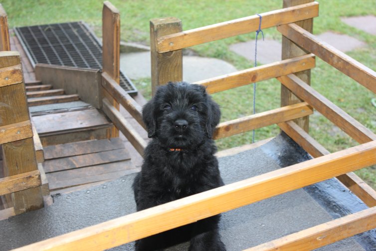 Herbstkinder, Riesenschnauzer Welpen, Riesenschnauzer Hamm