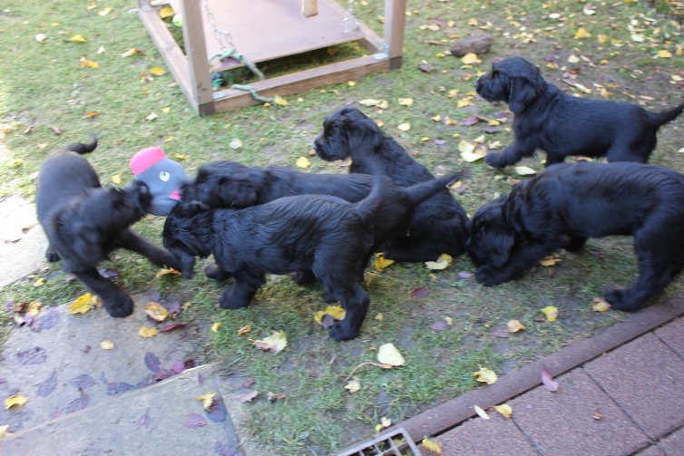 Karneval mit Riesenschnauzer Welpen