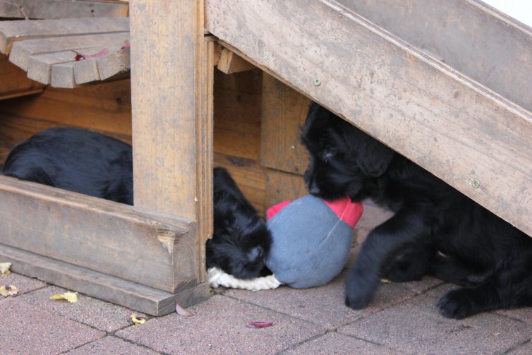 Karneval mit Riesenschnauzer Welpen