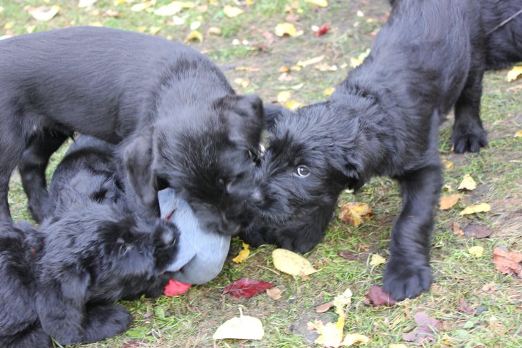 Karneval mit Riesenschnauzer Welpen