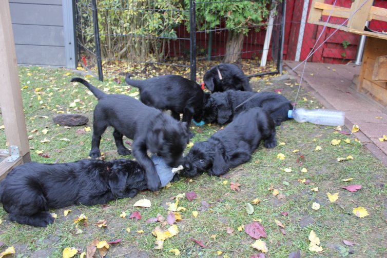 Karneval mit Riesenschnauzer Welpen