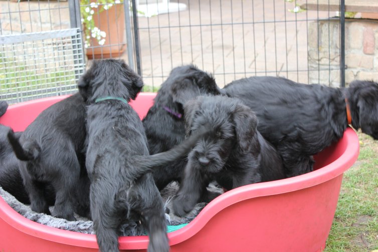 Karneval mit Riesenschnauzer Welpen