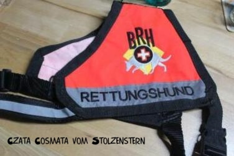 Rettungshundeprüfung Fläche - Czata Cosmata vom Stolzenstern