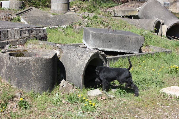 Rettungshund Trümmersuche Czata Cosmata vom Stolzenstern