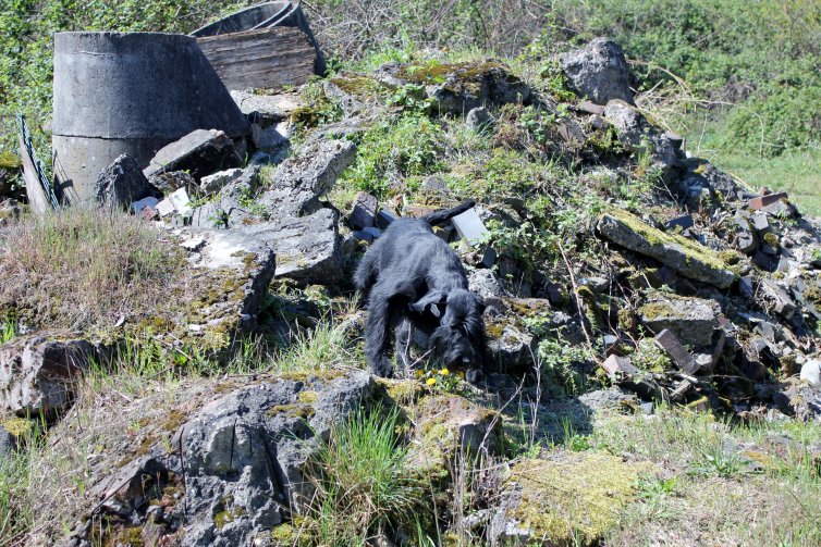 Rettungshund Trümmersuche Czata Cosmata vom Stolzenstern