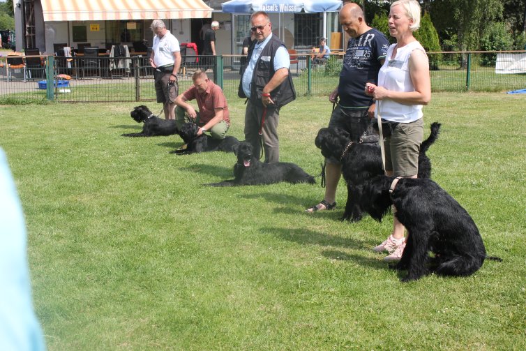 Riesenschnauzer Stolzenstern Treffen