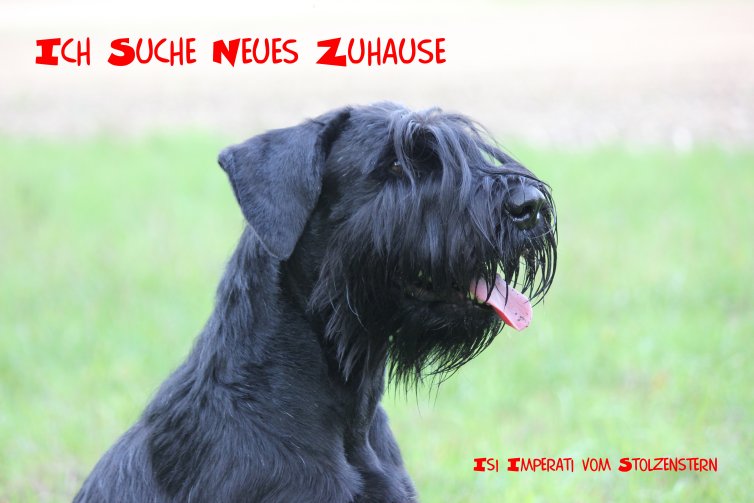 Isi sucht neues Zuhause