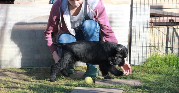 Bruno vom Stolzenstern mit Ball