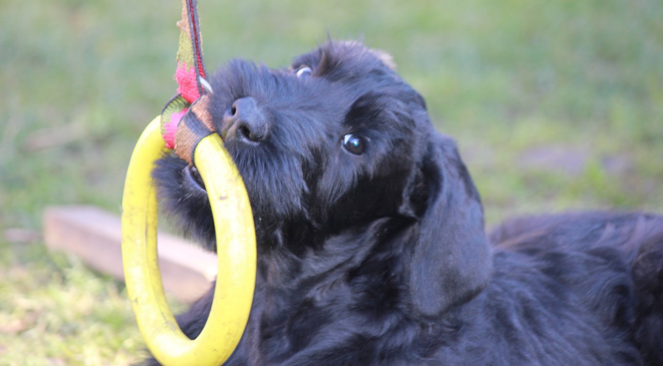 Bruno vom Stolzenstern mit Ring