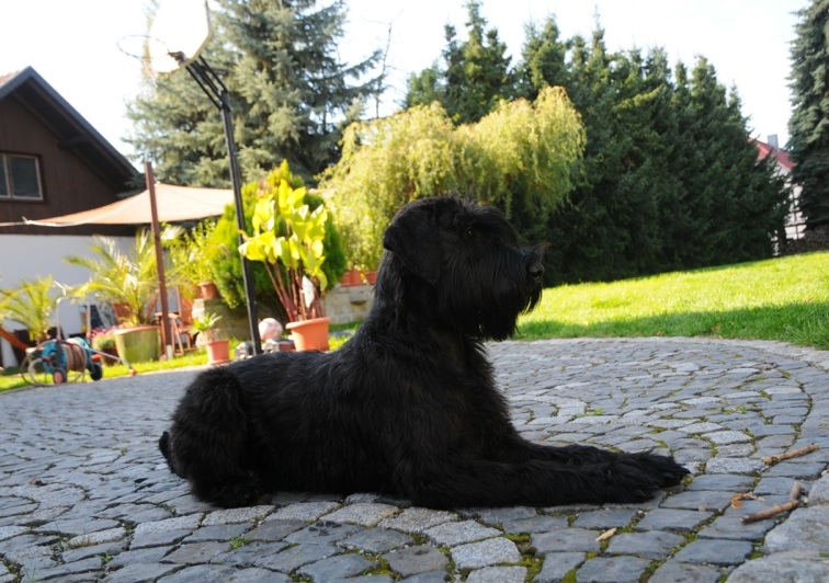 "Avanti vom Stolzenstern" liegt auf der Terrasse