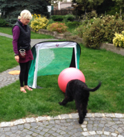 "Avanti vom Stolzenstern" schiebt einen Ball mit der Nase in´s Tor