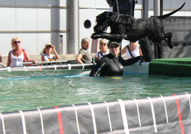 "Montez Lola von Ermada" beim Dogdiving